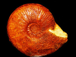 Bredyia crassornata ( Buckman, 1910 )