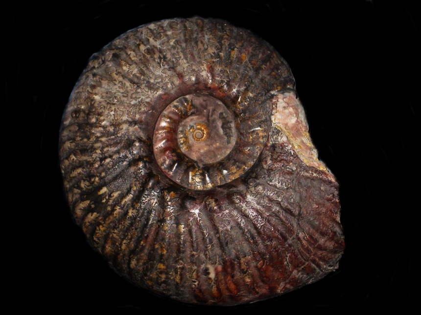 Planammatoceras auerbachense ( P. Dorn, 1935 )