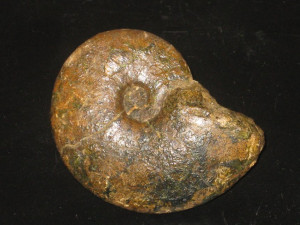 Beudanticeras ( Beudanticeras ) newtoni ( Casey, 1961 )