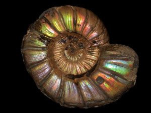 Callizoniceras (Wollemanniceras) keilhacki var. keilhacki (Wollemann, 1904)
