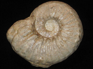 Craginites serratescens ( Cragin, 1893 )