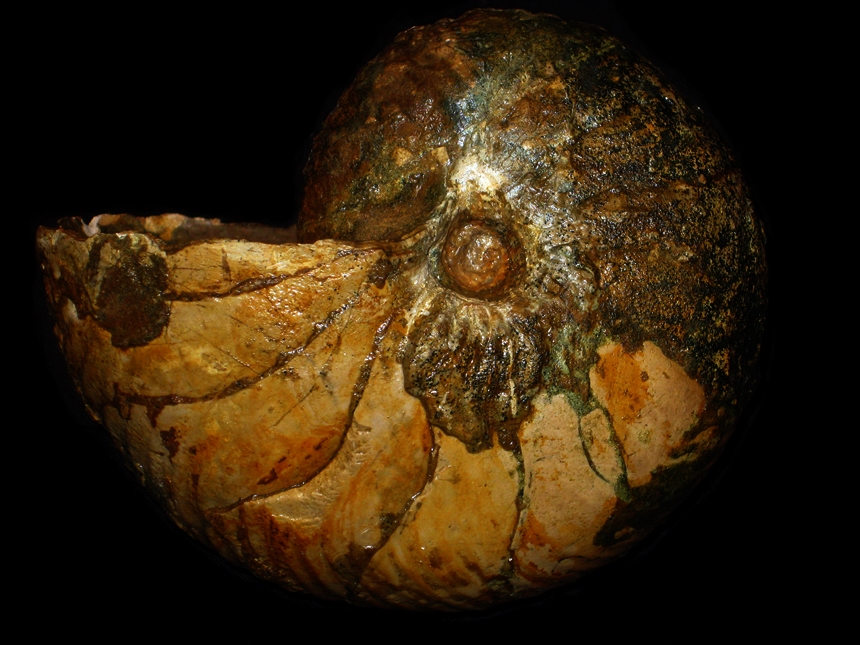 Cymatoceras neocomiensis ( d’Orbigny, 1840 )