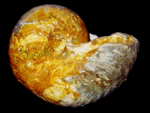 Cymatoceras neocomiensis ( d’Orbigny, 1840 )