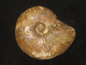 Desmoceras ( Desmoceras ) latidorsum complanata ( Jacob, 1906 )