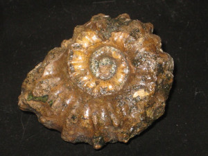 Douvilleiceras inaequinodum ( Quenstedt, 1849 )