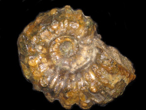 Douvilleiceras mammillatum ( Schlotheim, 1813 )