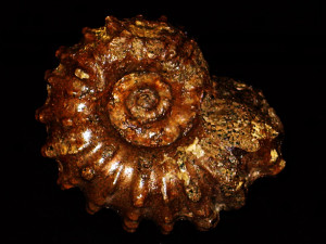 Douvilleiceras orbignyi ( Hyatt, 1903 )