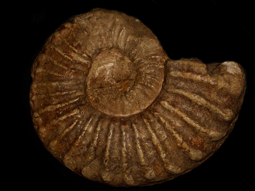 Elobiceras ( Craginites ) neuparthi ( Choffat, 1905 )