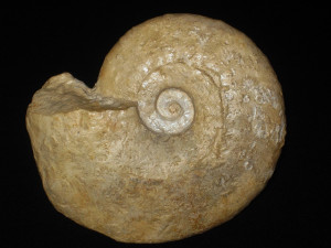 Eopachydiscus marcianus ( Shumard, 1854 )