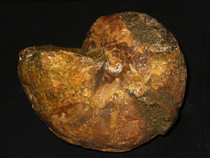 Eutrephoceras clementinum ( d’Orbigny, 1840 )