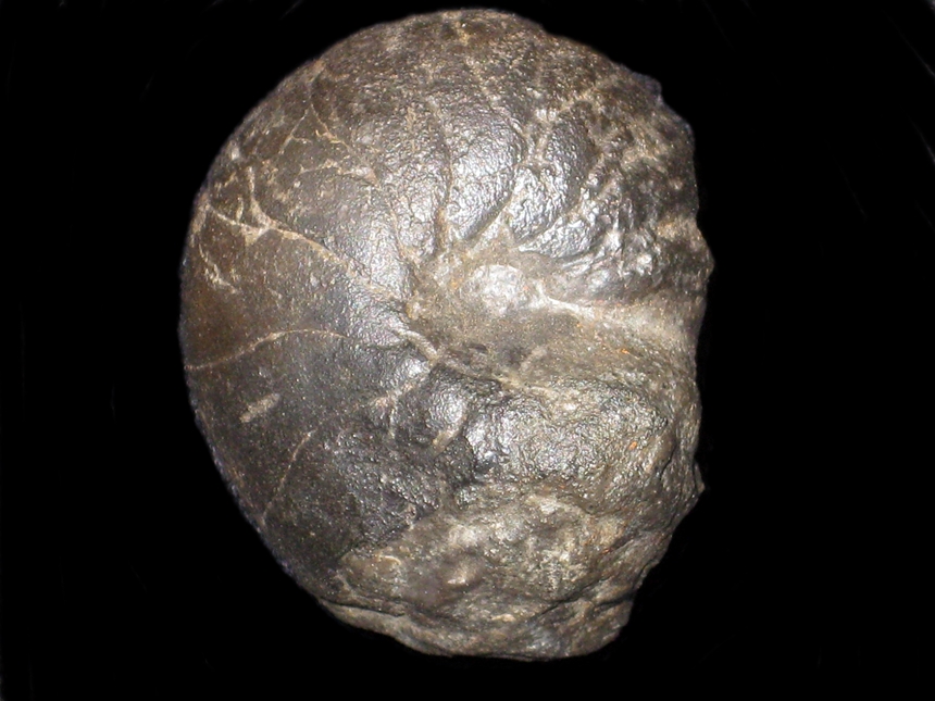 Eutrephoceras perlatum ( Morton, 1834 ) | Ammoniten.org