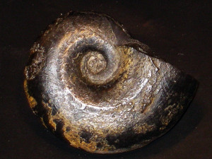 Falciferella milbournei ( Casey, 1965 )