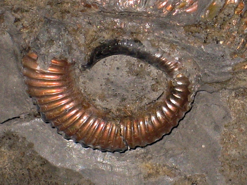 Hamites ( Hamites ) maximus ( Sowerby, 1814 )