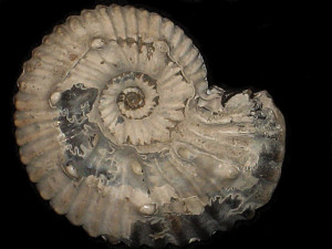 Hypacanthoplites uhligi ( Anthula, 1899 )