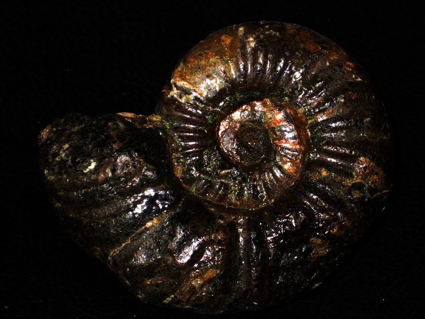 Hysteroceras ( Hysteroceras ) orbignyi ( Spath,1922 )