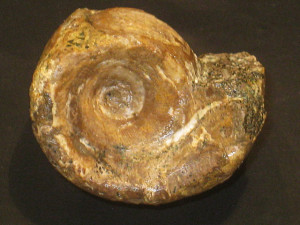 Jauberticeras jauberti ( d'Orbigny, 1850 )