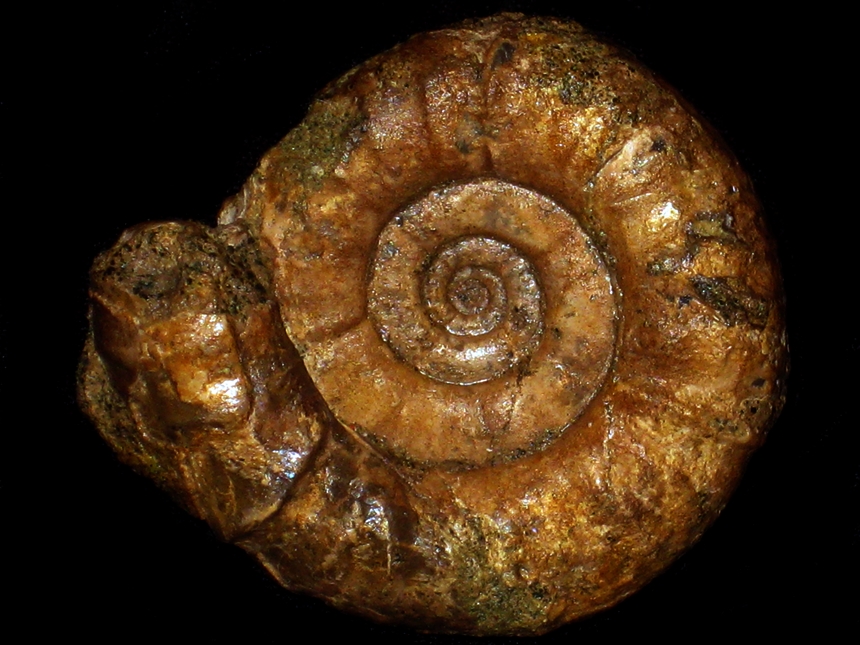 Kossmatella agassizianus ( Pictet, 1847 ) | Ammoniten.org
