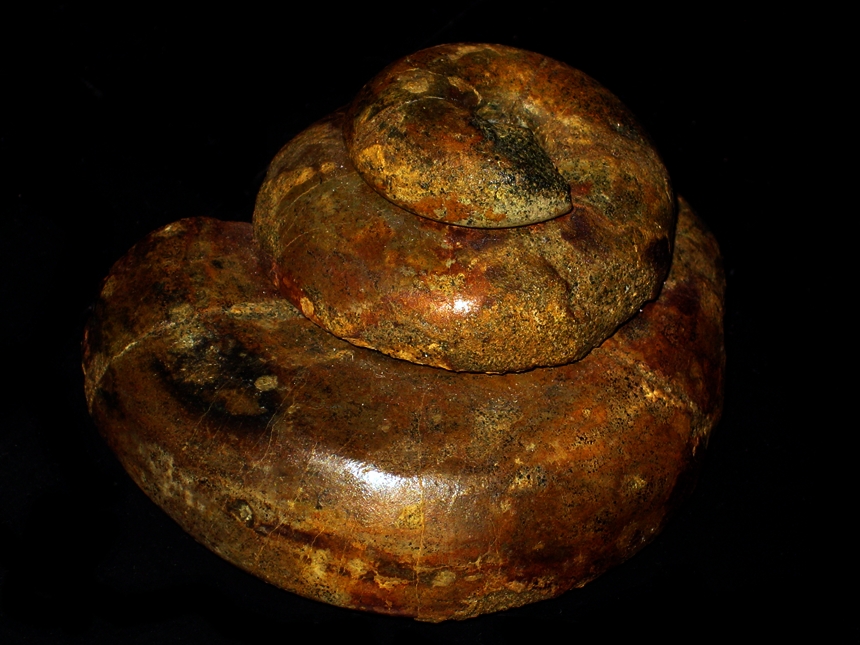 Leptomaria orbignyana ( Pictet & Roux, 1847 )