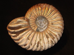 Leymeriella ( Proleymeriella ) schrammeni var. anterior ( Brinkmann, 1937 )