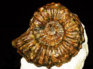 Lyelliceras lyelli ( Leymerie, 1841 )