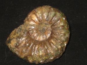 Lyelliceras lyelli ornatissima ( Ciry )