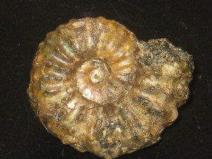 Lyelliceras pseudolyelli ( Parona & Bonarelli, 1896 )