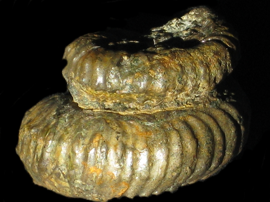 Mariella ( Mariella ) nobilis ( Jukes-Browne, 1877 )