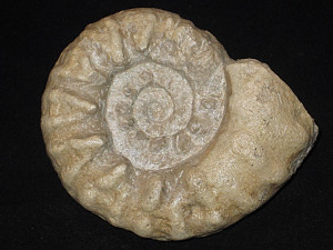 Mortoniceras ( Mortoniceras ) inflatum ( Sowerby, 1818 )