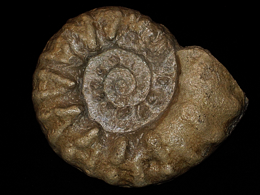 Pervinquieria ( Pervinquieria ) inflata ( Sowerby, 1818 )