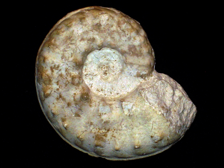 Mortoniceras ( Mortoniceras ) vespertinum ( Morton, 1834 )