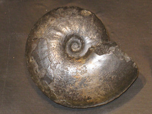 Neophlycticeras ( Paradolphia ) prisea ( Casey, 1965 )