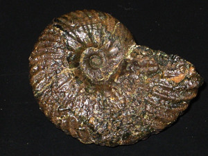 Otohoplites normanniae ( Destombes, Juignet & Rioult, 1973 )