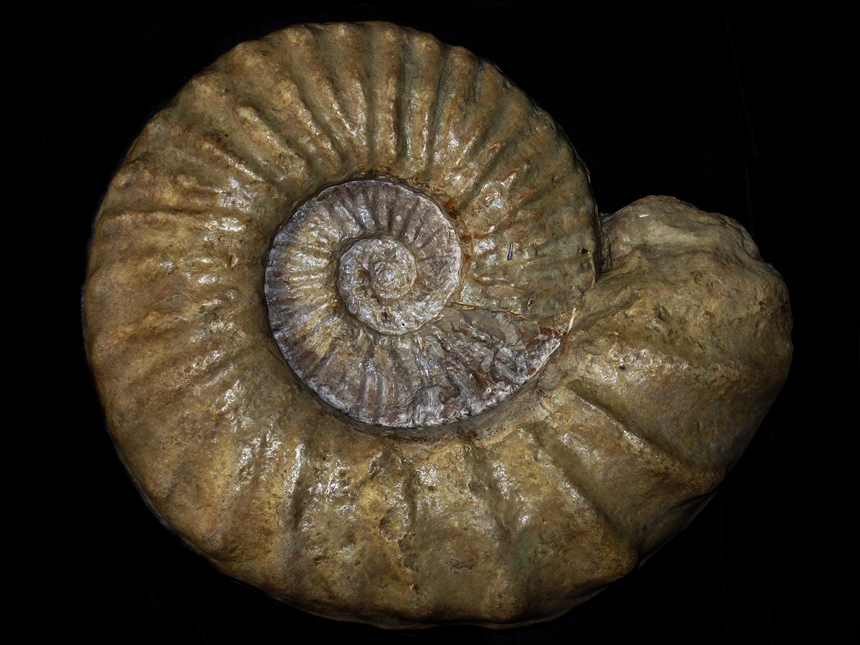 Pervinquieria ( Pervinquieria ) smedlae ( Young, 1957 ) | Ammoniten...