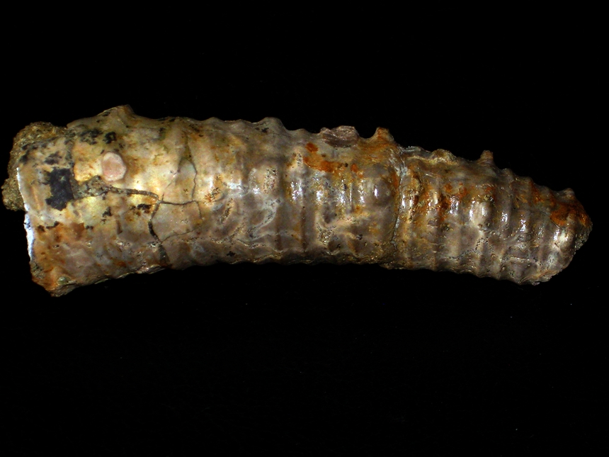 Protanisoceras ( Protanisoceras ) alternotuberculatum ( Leymerie, 1841 )