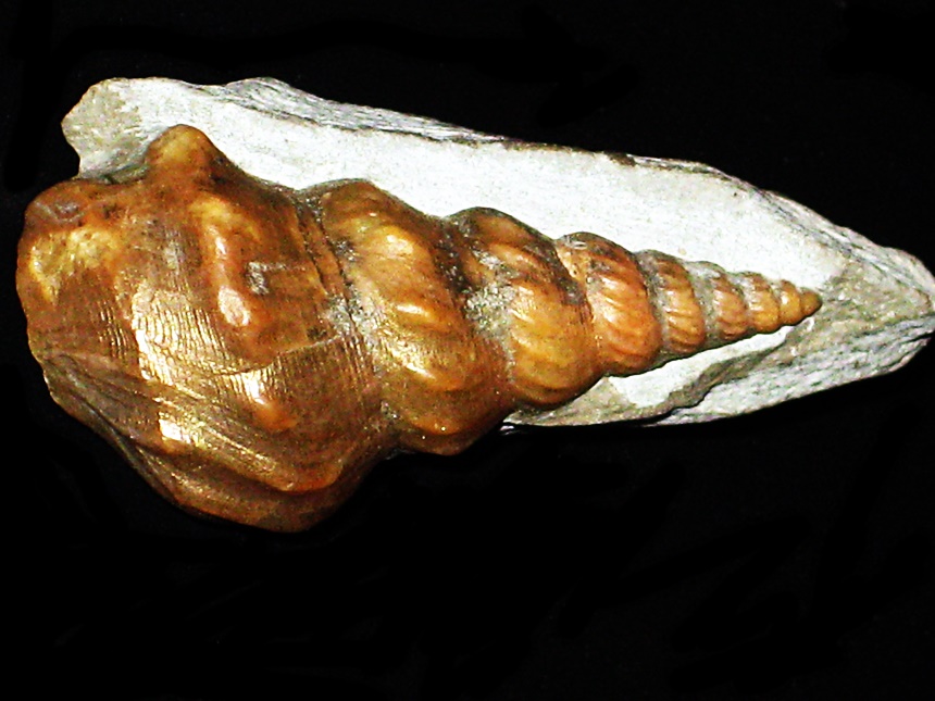 Pseudanchura carinata ( Mantell, 1822 )