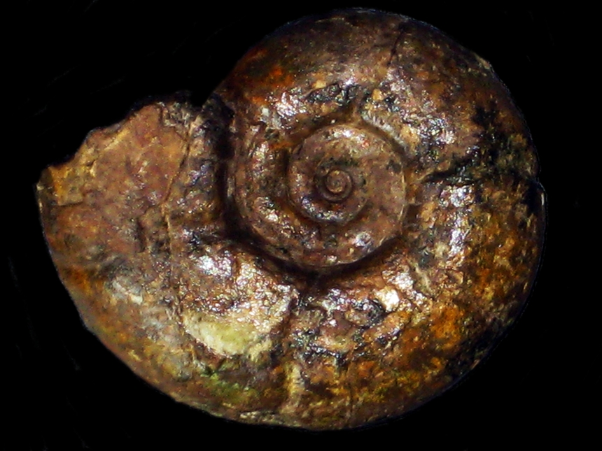 Puzosia ( Puzosia ) mayoriana ( d'Orbigny, 1841 )