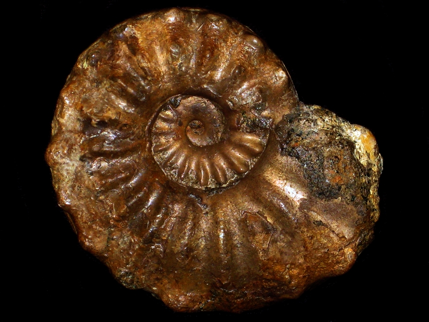 Tegoceras camatteanum ( d'Orbigny, 1841 ) | Ammoniten.org