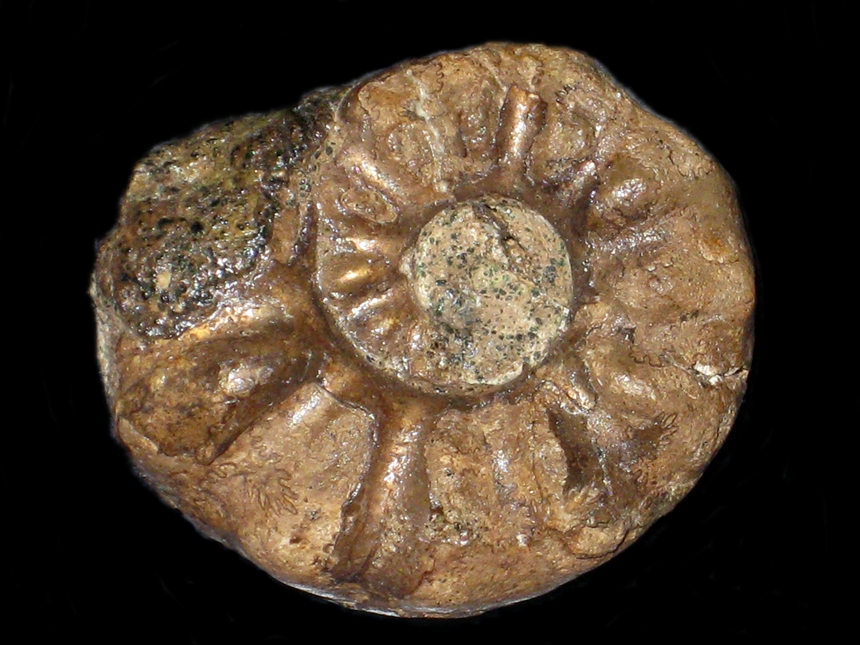 Tegoceras gladiator ( Bayle, 1878 )