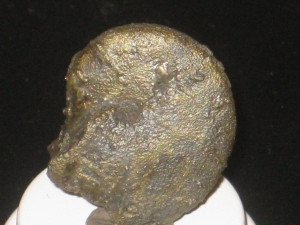 Aconoceras nisus ( d’Orbigny, 1841 )