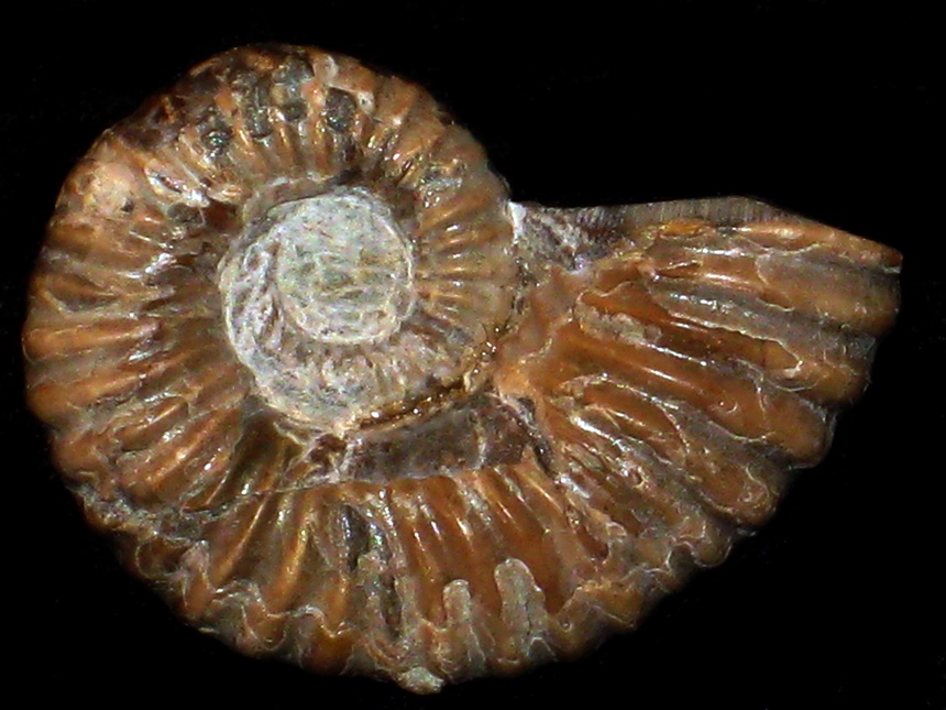 Australiceras jacki ( Etheridge, 1880 )