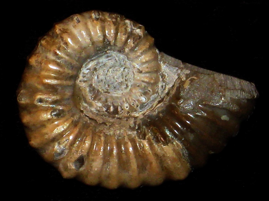 Australiceras jacki ( Etheridge, 1880 )