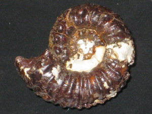 Cheloniceras ( Cheloniceras ) cornuelianum ( d’Orbigny, 1841 )