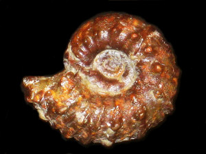 Cheloniceras ( Epicheloniceras ) martini ( d‘Orbigny, 1841)