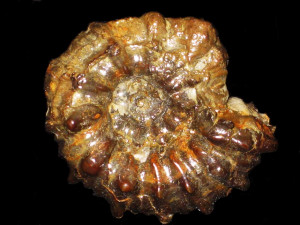 Cheloniceras ( Epicheloniceras ) martini ( d‘Orbigny, 1841) var. occidentalis ( Jacob, 1905 )