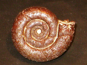Eogaudryceras ( Eotetragonites ) raspaili ( Breistroffer, 1947 )