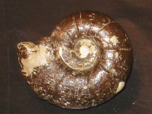 Eotetragonites depressus ( Raspail, 1866 )