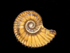 Gargasiceras ( Gargasiceras ) gargasensis ( d’Orbigny, 1841 )