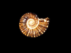 Gargasiceras ( Gargasiceras ) gargasensis ( d’Orbigny, 1841 )