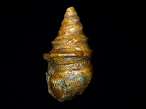 Gymnentome ( Craginia ) pizcuetana ( Vilanova, 1859 )