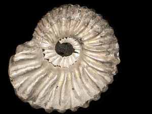 Hypacanthoplites clavatus var. monocostatus ( Casey, 1965 )
